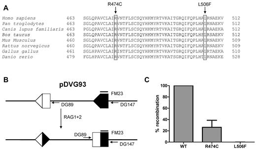 Figure 2. RAG1 gene mutations and residual recombination activity. Sequence alignment of RAG1 protein of different species. Both the arginine (R) at amino acid position 474 and the leucine (L) at 506 are conserved residues. (A) The parents were heterozygous for each of the mutation. (B) Transfection of pDVG93, RAG1 and RAG2 in 3T3 fibroblasts results in an inversion rearrangement of pDVG93, which can be detected by the primers DG89 and DG147. (C) Only the R474C mutation results in residual recombination activity, as assessed by the in vitro recombination assay using pDVG93.