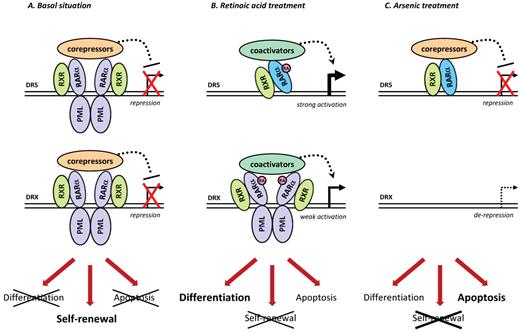 Figure 3. A system biology model of the molecular mechanisms involved in APL. (A) In the absence of treatment, PML-RARA homodimers associated with RXR bind to specific sequences in the promoter region of target genes. The bound DNA sequences are either RARA-binding sequences (eg, DR5) or more relaxed repeat motifs (referred to as DRX). The direct or indirect regulation of target genes is responsible for the differentiation block, aberrant self-renewal, and impairment of apoptosis observed in APL blasts. (B) On RA treatment, PML-RARA activates the transcription of target genes. One may also propose that PML-RARA degradation by RA allows RARA-binding to DR5-containing promoters. (C) Arsenic triggers PML-RARA degradation, resulting in the derepression of specific PML-RARA target genes (with DRX-containing promoters), whereas RARA can replace PML-RARA on DR5 sequences. The differential modulation of these 2 subsets of target genes by RA or arsenic may account for the different cellular aspects of response in vivo.