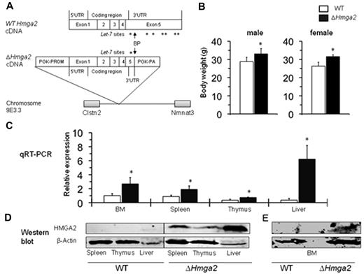 Figure 1. Hmga2 transgenic mice. (A) Diagram of 3′UTR-truncated Hmga2 (ΔHmga2) lacking 6 of 7 complementary sites of let-7-family microRNAs. BP shows the break point as it has been described in patients with PNH.6 The phosphoglycerate kinase-1 promoter (PGK-PROM) and polyadenylate tail (PGK-PA) served to express HMGA2 protein, integrated into chromosome 9E3.3, 5.4 kb from end of Clstn2 and 315.2 kb from end of Nmnat3. (B) Body weight of 3-month-old ΔHmga2 mice (male, n = 5; female, n = 4) compared with that of WT mice (male and female, n = 5 each). (C) Increased expression of Hmga2 mRNA in ΔHmga2 mice (n = 4) compared with WT mice (n = 3) as determined by QRT-PCR analysis. (D-E) Western blots of HMGA2 protein expression. Results of spleen, thymus, and liver derived from a single gel, and a vertical line between WT and ΔHmga2 has been inserted to indicate a repositioned gel lane (D). Results of BM derived from a single gel (E). Representative data of 3 independent experiments are shown. *P < .05.