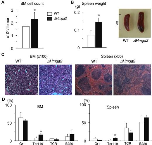 Figure 2. Overexpression of HMGA2 promotes hematopoiesis and causes extramedullary erythropoiesis in ΔHmga2 mice. (A) Increased BM cell counts in ΔHmga2 mice (n = 20) compared with WT mice (n = 18), and enlarged spleens (B) in ΔHmga2 mice (n = 8) compared with WT mice (n = 7). Representative examples are shown. (C) H&E stains of BM and spleen demonstrated an increased number of megakaryocytes in BM (left) and expanded red pulp in spleen (right) in ΔHmga2 mice. Representative photographs are shown. (D) Flow cytometry using lineage-specific markers, Gr1 (myeloid), Ter119 (erythroid), TCR (T cell), and B220 (B cell), showed an increased proportion of Ter119+ cells in BM and spleen (n = 3 in each experiment). *P < .05.