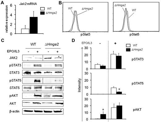 Figure 5. ΔHmga2 expression leads to increased EPO-independent phophorylation of AKT. (A) Validation of microarray analysis using qRT-PCR showed similar increase in the expression of Jak2 mRNA in KLS cells from ΔHmga2 mice compared with WT mice. Representative results of ddCT assay using same samples as used in the microarray analysis are shown. (B) Flow cytometry of pStat3 (left) and pStat5 (right) in KLS cells in lineage-depleted BM cells. (C) Western blots of total BM cells incubated in the absence or presence of EPO and IL3. Each protein was examined using a single gel. Vertical lines between WT and ΔHmga2 have been inserted to indicate repositioned gel lanes in JAK2 and pStat5. Data are representative of triplicate experiments in flow cytometry and Western blots. (D) Band intensities of phosphorylated proteins in Western blots measured using infra red imaging (Odyssey). *P < .05.