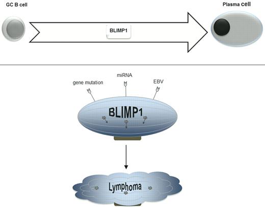 BLIMP1 gene expression is important in the transition from B cell to terminally differentiated plasma cell. Evidence is emerging that BLIMP1 tumor suppressor functions may be disrupted by inactivating mutations, microRNA expression, or by EBV LMP1 gene expression.