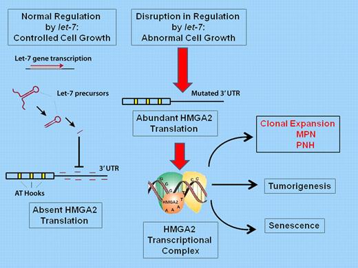 Under normal conditions, let-7 blocks translation of HMGA2 and it is not expressed. When normal regulation by let-7 is lost, HMGA2 is expressed, which leads to the assembly of transcriptional complexes and clonal expansion, tumorigenesis or senescence, depending on the cellular milieu.