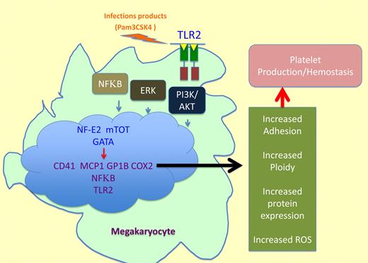 A new link between immunity and megakaryocyte function. TLR2 activation by a specific ligand such as Pam3CSK4 induces the following cascade: (1) NFκB, ERK-MAPK, and PI3K/Akt pathways activation. (2) Increased levels of transcription factors associated with megakaryocyte maturation such as GATA-1, NF-E2, and mTOR. (3) Enhanced gene expression and augmented inflammatory related protein levels of GP1b, CD41, MCP-1, COX2, NFκB1, and TLR2. (4) ROS production, increased adhesion ploidy, and protein expression resulting in platelet production.