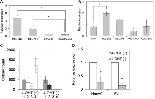 Figure 1. Evi-1 is up-regulated in myeloid progenitor cells immortalized by MLL oncoproteins. (A) Murine c-Kit+ BM progenitor cells were retrovirally transduced with pMXs-neo-MLL-ENL, pMXs-neo-MLL-AF9, pMXs-neo-E2A-HLF, or pMYs-HoxA9-ires-Meis1. The expression level of Evi-1 in immortalized cells from the third to fourth round of serial replating in semisolid medium was quantified relative to BM MNCs with real-time polymerase chain reaction. Data are shown as mean ± SD. *P < .05. (B) Murine c-Kit+ BM progenitor cells were retrovirally transduced with leukemia oncogenes. Four types of myeloid leukemia genes cloned into MIG were retrovirally transduced into c-Kit+ BM progenitor cells. Forty-eight hours after initiation of retroviral transduction, GFP-positive cells were isolated and the expression level of Evi-1 was quantified relative to BM MNCs. Data are shown as mean ± SD. *P < .05. (C) Immortalization of c-Kit+ BM progenitor cells by MLL-ENL-ER is dependent on the presence of 4-OHT. Graph indicates the number of colonies, with SD, generated from 104 pMXs-neo-MLL-ENL-ER–transduced BM cells in the presence (□) or absence (■) of 1μM 4-OHT at each round after retroviral transduction. The number of G418-resistant colonies obtained by transduction of MLL-ENL-ER into 104 BM cells in the presence of 4-OHT is shown in the first round (). (D) Expression level of HoxA9 or Evi-1 in MLL-ENL-ER–transformed cells cultured with or without 1μM 4-OHT for 72 hours. The averages of the relative expression ratio of 4-OHT− cells (■) to 4-OHT+ cells (□) are shown with SD. *P < .05.