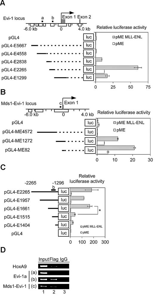 Figure 3. MLL-ENL binds to the promoter regions of both Evi-1a and Mds1-Evi-1. (A left) Five segments of the Evi-1a promoter were inserted upstream of the luciferase cassette of the pGL4-Luc vector to generate luciferase reporter constructs. Arrows, gray boxes, white boxes, solid lines, and dashed lines represent TSS, exons, highly conserved regions between human and mice, DNA sequences cloned into pGL4-Luc, and connection of each DNA segment and luciferase gene, respectively. (Right) Graph shows relative luciferase activity of Evi-1a promoter reporter constructs in Jurkat cell lysates with transiently transfected MLL-ENL (shaded bars) compared with that without MLL-ENL (open bars). Data shown are mean ± SD from 3 independent experiments. (B left) 3 segments of Mds1-Evi-1 promoter were inserted upstream of the luciferase cassette of pGL4-Luc. (Right) Graph shows relative luciferase activity of Mds1/Evi-1 promoter reporter constructs in Jurkat cell lysates with transiently transfected MLL-ENL (shaded bars) compared with that without MLL-ENL (open bars). Data shown are mean ± SD from 3 independent experiments. (C left) Serial deletions of pGL4-E2265 were constructed. The pGL4-E1957 through pGL4-E1404 constructs are named according to the base length between the N-terminal residue of inserted fragments and TSS of Evi-1a on murine genome. The DNA fragment inserted in pGL4-E2265 corresponds to the genomic region that is between 2265 and 1296 bp upstream of the TSS of Evi-1a. (Right) Experiments were performed as described in panel A. Data are representative of 3 independent experiments and shown as mean ± SD. *P < .05. (D) Enrichment of MLL-ENL to the promoter of Evi-1a and Mds1-Evi-1 was detected by ChIP. Genomic DNA fragments were immunoprecipitated with anti-Flag antibody (lane 2) or normal mouse IgG (lane 3) from formaldehyde-fixed leukemic cells transduced with Flag-MLL-ENL. DNA fragments containing the indicated promoter regions of Evi-1a or Mds1-Evi-1 were amplified by polymerase chain reaction. The positions of the amplified regions in Evi-1a or Mds1-Evi-1 promoters (labeled a, b, and c) are shown in Figure 3A, B, or C, respectively. For controls, each genomic region was amplified from 1% of purified DNA after formaldehyde fixation and sonication (input, lane 1). Representative data of 4 experiments are shown.
