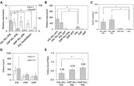 Figure 5. MLL-ENL up-regulates Evi-1 expression exclusively in HSCs. (A) Defined hematopoietic populations were transduced with pMXs-neo-MLL-ENL or pMYs-HoxA9-ires-Meis1 and replated in semisolid medium. The expression level of Evi-1 (shaded bars; scale on the left) and HoxA9 (open bars; scale on the right) in MLL-ENL–transformed cells from each population (KSL MLL-ENL, CMP MLL-ENL, or GMP MLL-ENL lanes) and HoxA9/Meis1-transformed KSL cells (KSL HoxA9/Meis1 lane) was quantified relative to BM MNCs. Data are shown as mean ± SD from 2 independent experiments. *P < .05 vs CMP MLL-ENL, GMP MLL-ENL, or KSL HoxA9/Meis1, respectively. (B) KSL cells and GMPs were transduced with MIG (KSL/GMP GFP lanes), MIG-MLL-ENL (KSL/GMP MLL-ENL lanes), or MIG-MLL-AF9 (KSL MLL-AF9 lane). After 48 hours of transduction, the expression level of Evi-1 in GFP-positive cells was quantified relative to BM MNCs by real-time polymerase chain reaction and was compared with that of freshly isolated KSL cells (KSL lane), CMPs, and GMPs. Data shown are mean ± SD from 3 independent experiments. *P < .05. (C) BM progenitor cells from 5-fluorouracil–treated mice were transduced with MIG (GFP KSL lane), MIG-MLL-ENL (MLL-ENL KSL lane), or MIG-MLL-AF9 (MLL-AF9 KSL lane). After 36 hours of transduction, the expression level of Evi-1 in GFP-positive cells isolated from the KSL population was quantified relative to BM MNCs and compared with that of freshly isolated KSL cells (KSL lane). Data are mean ± SD from 3 independent experiments. *P < .05. (D) BM KSL cells, CMPs, and GMPs were isolated from Evi-1+ (open bars) and Evi-1+/− (shaded bars) mice and transformed by MLL-ENL in the same way as in the myeloid progenitor transformation assay. Bar graph shows mean colony numbers ± SD in the third round of serial replating from 2 independent experiments. *P < .05. (E) BM KSL cells, CMPs, and GMPs were isolated from Evi-1f/− mice. After they were transformed by MLL-ENL as in (D), they were transduced with either pGCDNsam-eGFP or pGCDNsam-eGFP-iCre. GFP-positive cells were isolated, and colony-forming activity after Evi-1 deletion was assessed in the next round of plating. Bar graph shows colony count ratio of iCre-GFP–transduced cells compared with GFP-transduced cells. Data are mean ± SD from 2 independent experiments. *P < .05.