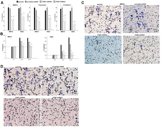 Figure 2. Effects of ITGB7 silencing on adhesion, migration, and invasion of MM cells. (A) Adhesion of calcein-AM–labeled ITGB7silenced (ITGB7 shRNA2 and ITGB7 shRNA3) versus ITGB7positive (scrambled shRNA) and parental (nontransfected) MM1S and H929 cells to BMSCs, FN, and E-CDH–coated 96-well microplates. Unattached cells were washed and adherent cells were measured in a fluorescence plate reader. Data are presented as percentage of respective controls (mean ± SD of triplicates from 3 independent experiments). (B) Transwell migration (8-μm pores; Costar) of calcein-AM–labeled ITGB7silenced (ITGB7 shRNA2 and ITGB7 shRNA3) vs ITGB7positive (scrambled shRNA) and parental (nontransfected) MM1S and H929 cells to RPMI serum-free media (cnt) or RPMI supplemented with SDF-1α (10 and 20nM). The fluorescence values, quantitated in a fluorescence multiwell plate reader using the 494/517nM filter set; percentage of migrating cells to SDF-1α versus control (serum-free RPMI) are shown. Data are presented as the mean ± SD of triplicates from 3 independent experiments. (C-D) Shown is a representative transwell Matrigel invasion of ITGB7silenced (ITGB7 shRNA2 and ITGB7 shRNA3) vs ITGB7positive (scrambled shRNA) and parental (nontransfected) MM1S and H929 cells under the conditions described in “Transwell migration assay and invasion studies.” Cells that invaded the Matrigel-coated filters are stained with crystal violet and counted using an inverted microscope. Images were acquired with a bright light Olympus BX5 microscope and multispectral camera (Nuance FX; CRi). 40× magnification.