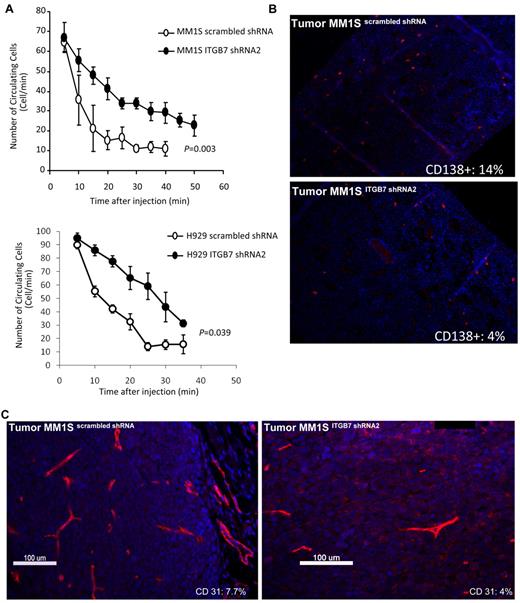 Figure 7. ITGB7 silencing reduces in vivo MM-cell extravasation and homing to the BM and decreases xenografted tumors vessel density. (A) ITGB7 silencing significantly reduced in vivo MM-cell homing after BALB/c mice tail vein injection, as detected by in vivo flow cytometry and monitoring the number of circulating calcein-AM–labeled ITGB7silenced (●) and ITGB7positive (○) MM1S and H929 cells over time. (B) Direct homing of CD138+ ITGB7silenced (bottom) and ITGB7positive (top) MM1S cells to the BM was detected by IF staining with anti–human CD138-Cy3 labeled Ab and DAPI in mice femoral BM sections, as described in “Methods.” Shown in the inset is the mean ± SD of the percentage of human-CD138+ cells (red: Cy-3) in 500 BM cells counted in bilateral femoral sections from killed SCID mice (n = 3 per condition) (10×). (C) Effect of ITGB7 silencing on microvessel density measured by CD31 staining (Cy-3: red) in ITGB7silenced (right) and ITGB7positive (left) MM1S xenografted tumors (40×). Shown in the inset is the MVD (%) = CD31+ target area/total area examined as described in “Methods.” Images were aquired with an epifluorescence Olympus BX5 microscope and multispectral camera (Nuance Fx; CRi). Automated scaling of fluoresence was performed with the inForm™ analysis software (CRi).