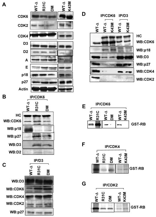 Figure 1. Analyses of cell cycle regulatory protein expression and function of kinases. (A) Immunoblots with different antibodies as indicated. Actin was used as loading control. (B-D). CDK6 or cyclin D3 was immunoprecipitated from thymocyte extracts and blotted with the indicated antibodies. HC indicates IgG heavy chain. Lane 1 (WT-Δ) represents input (50 μg). (E-G) In vitro kinase assay (CDK6, CDK4, or CDK2) was immunoprecipitated from thymocyte extracts, and an in vitro kinase assay was performed using the recombinant retinoblastoma protein (GST-RB) as the substrate.