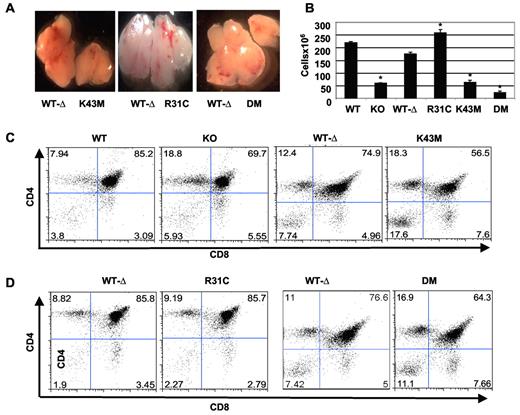 Figure 2. Defective thymocyte development in Cdk6 mutant mice. (A) Gross picture of thymi from the mutant mice and littermates. Images were acquired with Leica MZFL III dissection microscope at 2× magnification fitted with a SPOT RT KE/SE camera from Diagnostic Instruments Inc. SPOT software Version 4.1 for Macintosh was used for image production. (B) Total number of thymocytes from 1- to 3-month-old mice. The cell numbers are mean ± SE (n = 15 for WT and KO, n = 13 for R31C, n = 6 for K43M, and n = 17 for WT-Δ and DM). *P < .05, significantly different from the control levels. (C-D) Flow cytometric profiles of thymocytes from 2-month-old mice after staining with CD4 and CD8 antibodies. The percentage of cells in each quadrant is shown.
