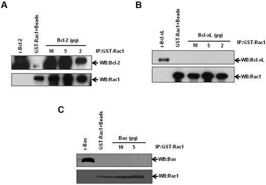 Figure 3. Identification of Rac1-Bcl-2 interaction. Various amounts of recombinant Bcl-2 (A), Bcl-xL (B), and Bax (C) were incubated with GST-Rac1. The membranes were probed with the respective antibodies (anti-Bcl-2, anti–Bcl-xL, or anti-Bax). Recombinant proteins alone were used as positive controls. GST-Rac1 alone was used as a negative control. The data are representative of 4 independent experiments.