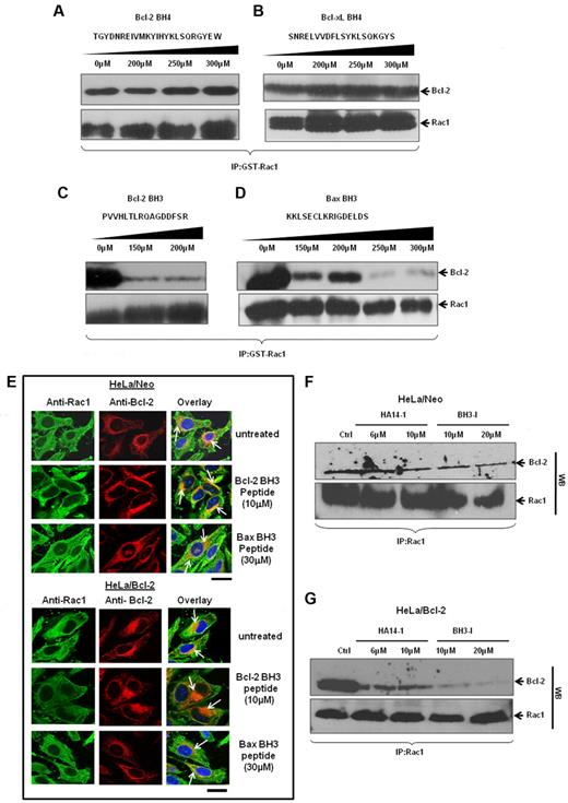 Figure 7. Rac1 and Bcl-2 interaction shows a BH3 domain dependency in vitro and in vivo. (A-D) The effect of increasing concentrations of synthetic peptides spanning the BH3 and BH4 domains on the ability of GST-Rac1 to capture Bcl-2 was assessed using Western blotting. Only BH3 peptides inhibited the interaction between GST-Rac1 and Bcl-2. Membranes were also probed with anti-Rac1 to show equal loading of GST-Rac1 for all the Western blots. (E) Representative confocal microscopy images of Rac1 and Bcl-2 expression in HeLa/Neo and HeLa/Bcl-2 cells incubated with various doses of TAT-tagged Bcl-2 BH3 and Bax BH3 peptides for 2 hours. The green fluorescence indicates Rac1; and red fluorescence, Bcl-2. The nucleus was stained with Hoechst. Areas of orange fluorescence indicate strong colocalization of Rac1 and Bcl-2. Bar represents 20 μm. (F-G) HeLa/Neo and HeLa/Bcl-2 cells were incubated with various doses of HA14-I and BH3-I for 4 hours and lysates were harvested for coimmunoprecipitation with anti-Rac1 antibodies. The first panel was immunoblotted with anti–Bcl-2, and the second panel was immunoblotted with anti-Rac1 to show equal loading of Rac1. Data presented are representative of at least 3 independent experiments.
