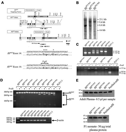 Figure 1. Generation and characterization of prothrombin W215A/E217A gene–targeted mice. (A) Structure of the prothrombin W215A/E217A (fIIWE) gene–targeting vector, the wild-type prothrombin gene, and the targeted fIIWE allele. The positions of the nucleotide substitutions that result in the introduction of the W215A/E217A mutations and a unique PvuII endonuclease site are indicated. Brackets indicate the position of SacI fragments diagnostic by Southern blot analysis for wild-type and fIIWE alleles. The region of the prothrombin gene used as a hybridization probe is highlighted with a thick line labeled “SB probe.” Arrowheads indicate the position of PCR primers used to detect and distinguish the mutant and wild-type alleles. Partial nucleotide sequence of exon 14 of the wild-type and fIIWE alleles are indicated. Asterisks highlight the nucleotides that were mutated within the fIIWE allele and the mutated amino acids are indicated in bold. (B) Southern blot analysis of genomic DNA from wild-type, heterozygous fIIWT/WE, and homozygous fIIWE/WE mice digested with SacI. DNA fragments of 6.2 and 9.9 kb were detected for the wild-type and fIIWE alleles, respectively. (C) Representative PCR analyses of genomic DNA from each of 2 individual wild-type, fIIWT/WE, and fIIWE/WE mice. Primers G1 and G3 produced a 567-bp product specific to the wild-type allele, and primers G1 and HPRT1 produced a 621-bp product specific to the fIIWE targeted allele (top panel). Primers G1 and G2 coupled with a PvuII digest produced a 375-bp product specific to the wild-type allele and 202- and 173-bp products specific to the targeted fIIWE allele (bottom panel). (D) RT-PCR analysis of total hepatic RNA isolated from each of 4 individual wild-type and fIIWT/WE mice. Primers specific to sequences within exons 12 and 14 were used to generate a 266-bp PCR product (top panel). The product generated from a wild-type transcript was insensitive to cleavage by PvuII, whereas the 266-bp product generated from the mutant fIIWE transcript was cleaved into fragments that were 215 and 51 bp in length. Primers specific to the cDNA of β-actin were used in control reaction mixtures for each RT product (bottom panel). (E) Western blot analysis of plasma from wild-type, fIIWT/WE, and fIIWE/WE mice using a polyclonal anti-prothrombin antibody. Comparable levels of prothrombin were observed in 0.5-μL aliquots of citrate plasma collected from 3 individual adult wild-type and 2 individual adult fIIWT/WE mice (top panel). Comparable levels of prothrombin were observed in plasma samples (30 μg of total plasma protein per lane) collected from wild-type, fIIWT/WE, and fIIWE/WE day 1 neonates that were viable and free from overt hemorrhage (bottom panel).