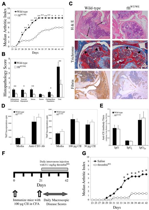 Figure 6. Attenuation of collagen-induced arthritis by pro/thrombinWE. (A) Representative experiment of wild-type (n = 9) and fIIWE (n = 8) mice in which animals were immunized with CII and the development of arthritis within distal joints was scored by investigators blinded to genotype and expressed as a median arthritic index. Note that within a week of secondary CII immunization and to the end of the evaluation period, fIIWE mice exhibited significantly less macroscopic arthritis relative to wild-type animals. Daily scores were analyzed by Mann-Whitney U test and found to be consistently significant beyond day 28. *P < .05; **P < .02. Three independent experiments yielded similar results. (B) Knee joint sections prepared from cohorts of wild-type (n = 16) and fIIWE (n = 12) animals processed for histologic evaluation on day 42 of the CIA protocol. The data for each parameter and the total histopathology score are expressed as the means ± SEM and were analyzed by Mann-Whitney U test. *P < .05; **P < .03. (C) Representative examples of knee histopathology from wild-type and fIIWT/WE CIA-challenged animals. Hematoxylin/eosin–stained sections revealed a profound loss of joint architecture in CIA-challenged wild-type animals, with significant inflammatory cell infiltrates and synovial hyperplasia (arrows). In contrast, knee joints from CIA-challenged fIIWT/WE mice displayed only mild inflammatory cell infiltrates and little synovial hyperplasia. Mason trichrome staining of CIA-challenged knee joint sections revealed a loss of articular cartilage in wild-type mice (arrowheads), whereas cartilage surfaces were smooth and well preserved in fIIWT/WE mice. Fibrin appeared qualitatively more widespread and pronounced in the knee joints of CIA-challenged wild-type mice relative to the knee joints of CIA-challenged fIIWT/WE analyzed in parallel. (D) The adaptive immune response at the level of T cells was similar in CII-immunized control and mutant mice. Popliteal lymph node cells were harvested from wild-type (n = 4) and fIIWT/WE (n = 4) mice 10 days after footpad injection with CII/CFA, and cultured T cells were stimulated with either 100 or 30 μg/mL CII. Anti-CD3–activating T cell–receptor antibody was used as a positive control. Results are expressed as the mean value of 3H-dT incorporated in counts per minute (cpm) ± SEM (E) Determination of anti–CII-specific IgG antibody titers by ELISA using plasma harvested at day 42 of the CIA protocol from wild-type (n = 9) and fIIWT/WE (n = 9) mice. Titers are expressed as arbitrary units relative to titers found in wild-type DBA/1 mice at day 28 of CIA. Results are expressed as the means ± SEM (F) Summary of experimental manipulations in cohorts of CIA-challenged mice treated with recombinant murine thrombinWE. Beginning at day 21 of the CIA protocol, mice were given daily administrations of either 0.1 mg/kg murine thrombinWE or normal saline as a vehicle control. (G) Analysis of macroscopic CIA in the paws of wild-type mice treated with either thrombinWE or saline (n = 6 per group). Note that thrombinWE treatment significantly limited the development of inflammatory joint disease relative to saline-treated control mice over a wide observation period. * P < .05 by Mann-Whitney U test.