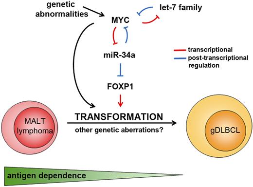 Figure 6. Schematic representation of the interplay between Myc, miR-34a, and FoxP1 during malignant transformation of low-grade gastric MALT lymphoma to gDLBCL. Myc overexpression can be caused by chromosomal translocations involving MYC and IG loci or other genetic abnormalities or by posttranscriptional regulation through miRNAs such as members of the let7 family and miR-34a (as first shown by Christoffersen et al32). Antigen dependence is lost during malignant transformation.