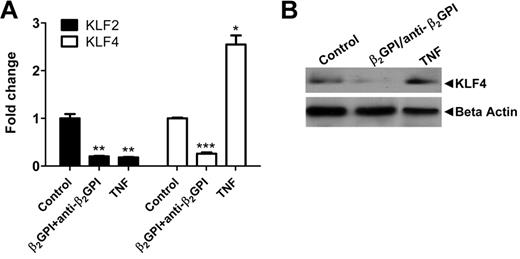 Figure 1. Endothelial cell activation induced by APLA/anti-β2GPI antibodies decreases expression of KLF2 and KLF4. (A) Cells were incubated with medium alone (control), β2GPI (100nM)/anti-β2GPI antibodies (600nM), or TNF-α (10 ng/mL) for 5 hours. Total RNA was then isolated and KLF2 and KLF4 expression analyzed by quantitative real-time PCR. β2GPI/anti-β2GPI antibodies and TNF-α reduced KLF2 mRNA 5-fold compared with control (**P < .001 for both), whereas KLF4 mRNA levels were reduced 3.8-fold in the presence of β2GPI/anti-β2GPI antibodies (***P < .0001) but increased 2.6-fold by TNF-α (*P = .0012). Error bars represent the mean ± SEM of triplicate points. (B) Immunoblotting for KLF4 protein. Cells were treated as in panel A. Extracts were prepared and total protein (80 μg) separated using 7.5% SDS-PAGE, transferred to PVDF, and probed with goat anti–human KLF4 antibodies.