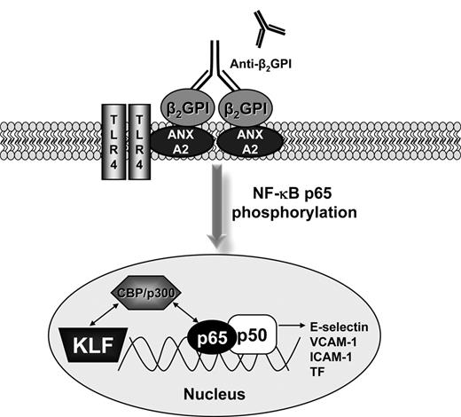 Figure 7. Model for KLF regulation of the activity of NF-κB in the presence of APLA/anti-β2GPI antibodies. CBP/p300 regulates the activation of endothelial cells because it is an essential cofactor for NF-κB and the KLFs. A dynamic equilibrium exists between binding of CBP/p300 to the KLFs and NF-κB. The decrease in KLF levels that occur during APLA/anti-β2GPI–induced endothelial cell activation allows the preferential association of CBP/p300 with NF-κB, thus promoting the transcription of NF-κB–dependent genes, such as cell surface adhesion molecules (E-selectin) and tissue factor.