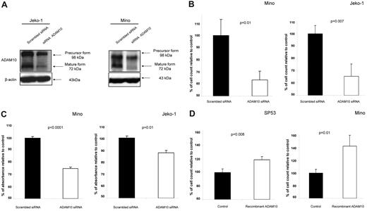 Figure 2. ADAM10 promotes cell growth in MCL. (A) Western blots showing down-regulation of the precursor and active/mature form of ADAM10 in Jeko-1 and Mino cells with the use of siRNA. (B) ADAM10 knockdown induced significant inhibition of cell growth in Mino and Jeko-1 cells 3 days after transfection, as assessed by the trypan blue exclusion assay (P = .01 and P = .007, respectively). Triplicate experiments were performed. (C) ADAM10 knockdown induced significant inhibition of cell growth in Mino and Jeko-1 cells 3 days after transfection, as assessed by MTS assay (P < .0001 and P = .01, respectively). Triplicate experiments were performed. (D) Addition of human recombinant ADAM10 (100 ng/mL) to SP53 and Mino cells induced a significant increase in their growth at 24 hours (P = .008 and P = .01, respectively).