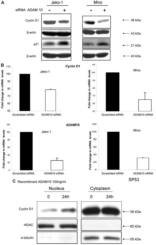 Figure 4. ADAM10 regulates CCND1 expression in MCL. (A) Western blots showing down-regulation of CCND1 and up-regulation of p21Waf1 in Jeko-1 and Mino cells after ADAM10 down-regulation using siRNA. (B) qRT-PCR showing down-regulation of the CCND1 mRNA in Jeko-1 and Mino cells 24 hours after down-regulation of ADAM10 using siRNA. (C) Western blots showing up-regulation of the nuclear level of CCND1 protein in SP53 cells 24 hours after the addition of human recombinant ADAM10 (100 ng/mL); histone deacetylase was used as the loading control for the nuclear extract.