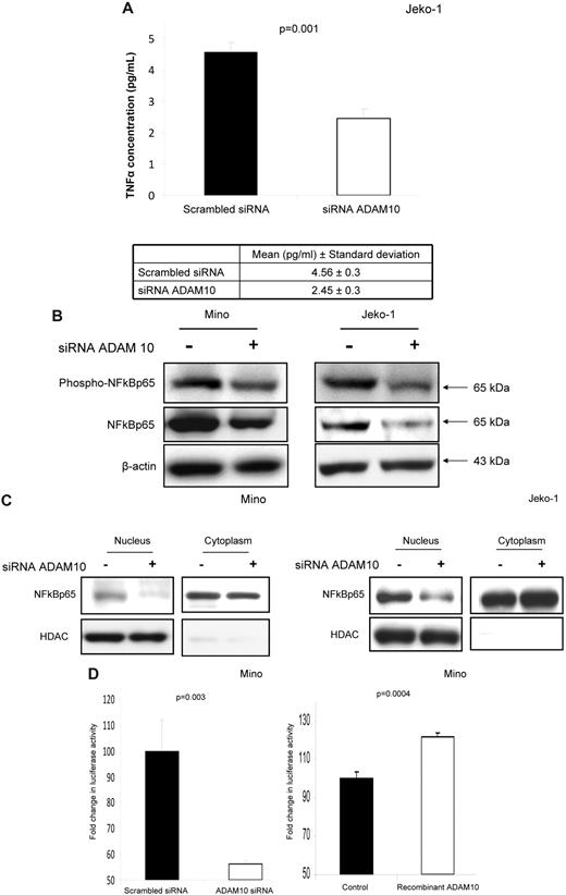 Figure 5. ADAM10 activates the TNFα/NFκB axis. (A) ELISA showing a significant down-regulation of TNFα in Jeko-1 cells 48 hours after the transfection of ADAM10 siRNA compared with cells transfected with scrambled siRNA. (B) Western blots showing a down-regulation of phospho-NFκBp65 and total NFκBp65 after ADAM10 down-regulation using siRNA, both in the total lysates harvested from Jeko-1 and Mino cells. (C) Western blots showing a down-regulation of total NFκBp65 in nuclear extracts from Jeko-1 and Mino cells. (D) Using a NFκB reporter vector dual luciferase assay, we showed a significant down-regulation of the NFκB transcriptional activity in Mino cells after down-regulation of ADAM10 using siRNA. (E) Using a NFκB reporter vector dual luciferase assay, we showed a significant up-regulation of the NFκB transcriptional activity in Mino cells after the addition of human recombinant ADAM10 (100 ng/mL).