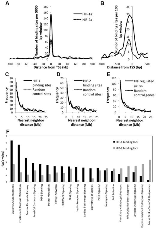 Figure 1. Distribution of HIF-binding sites. The position of HIF-1 and HIF-2-binding sites with respect to the nearest TSS was plotted as a frequency distribution using (A) 5-kb windows and (B) 100-bp windows. Frequency distribution of the nearest-neighbor distance between (C) HIF-1-binding gene loci, (D) HIF-2-binding gene loci, and (E) HIF-regulated gene loci. In each case, the frequency distribution of nearest-neighbor distances for an equal number of randomly selected control gene loci is shown for comparison. (F) The Ingenuity Systems Inc (IPA Version 8.8-3204) software tool was used to examine the HIF-1 and HIF-2-binding loci for functional pathways. Canonical pathways statistically over-represented among HIF-binding loci are shown together with the respective −log10 (P value) for each isoform.