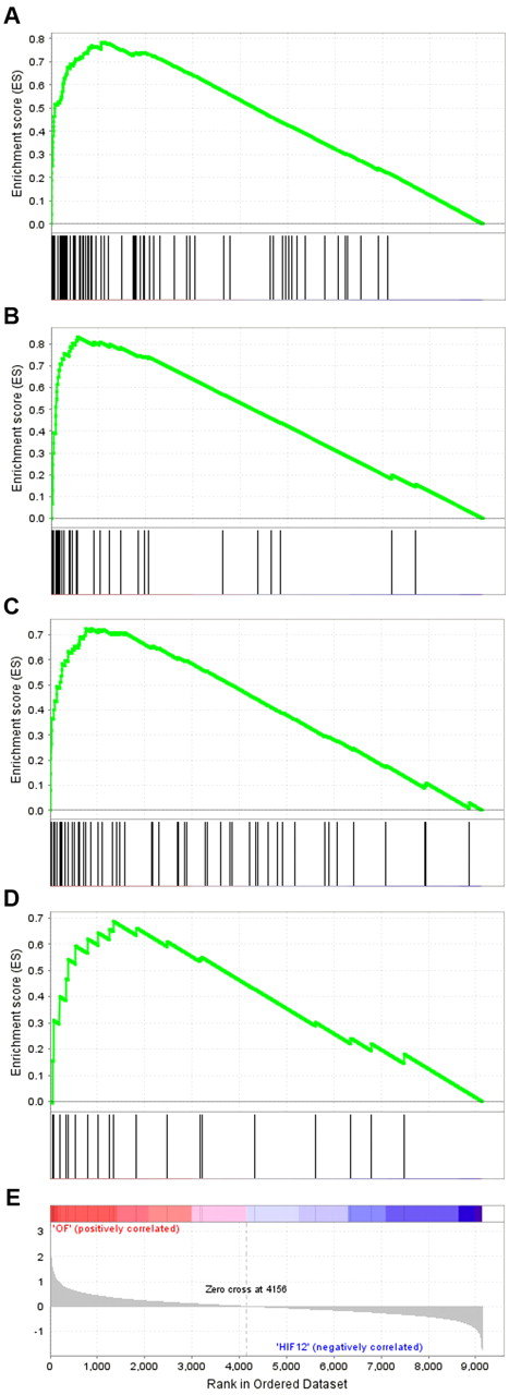 Figure 2. GSEA stratified by distance between-binding site and TSS. Expression array data from MCF-7 cells, incubated for 16 hours in 1% ambient oxygen and treated either with control siRNA or siRNAs directed against both HIF-α subunits,15 were normalized, filtered for present/absent calls, and ranked according to the fold regulation by HIF-α. High-stringency HIF-1-binding gene loci were stratified according to the distance to the nearest TSS into 4 subgroups. GSEA was performed for each subgroup of genes (www.broadinstitute.org/gsea).37,39 The cumulative ESs, together with the position of the HIF-binding gene loci among the genes ranked by fold regulation, are plotted for (A) gene loci with the closest HIF-1 binding within 1 kb of the TSS, (B) between 1 kb and 10 kb of the TSS, (C) between 10 kb and 100 kb of the TSS, and (D) greater than 100 kb from the TSS. (E) The log2 fold regulation by HIF-α is illustrated.