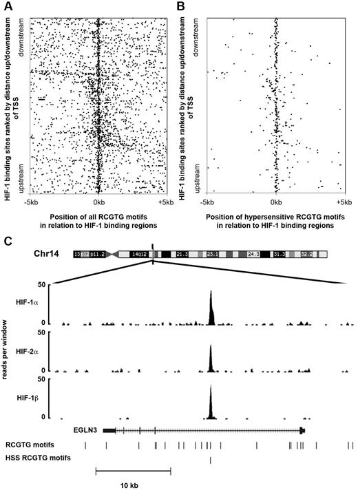 Figure 5. Normoxic DNAse1 hypersensitivity predicts hypoxic binding of HIF. High-stringency HIF-1-binding regions were ranked according to distance upstream/downstream of the nearest TSS (vertical axis). (A) For each HIF-1-binding region, the position of each RCGTG motif, relative to the center of the HIF-binding region, was plotted (horizontal axis). (B) The same analysis was repeated for the subset of RCGTG motifs that coincided with a normoxic DNAse1 hypersensitivity peak (ENCODE consortium dataset 1). (C) Genomic binding of HIF-1α, HIF-2α, and HIF-1β subunits at the egl nine homolog 3 gene locus. The number of reads per 100-bp window and the location of the gene together with the positions of the RCGTG motifs, and DNAse1-hypersensitive RCGTG (DNAse1-hypersensitive site RCGTG) motifs are shown for comparison.