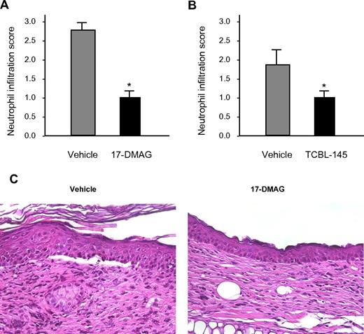 Figure 3. Hsp90 inhibitors reduce dermal neutrophil infiltration. Semiquantitative scoring of dermal neutrophil infiltration ranging from 0 (no infiltration) to 3 (severe infiltration) in mice treated with vehicle versus 17-DMAG (A) or vehicle vs TCBL-145 (B) at the end of the 6-week treatment period. Values are means ± SEM of ≥ 6 mice per group. *P < .05. (C) Representative histopathology specimens obtained from the ears of mice injected with vehicle or 17-DMAG by the end of the treatment period. In contrast to 17-DMAG–treated mice, vehicle-injected mice showed dermal-epidermal separation and stronger dermal inflammatory infiltrate dominated by neutrophils (magnification, 400×).