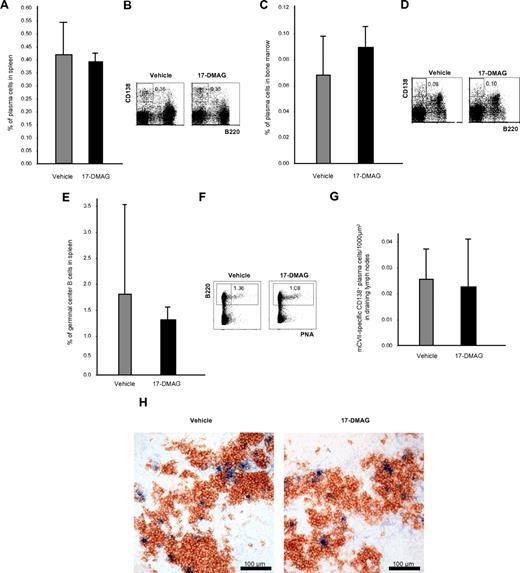 Figure 5. Plasma cells are not affected by Hsp90 inhibitors in vivo. (A) Bar graph of flow cytometric analysis of the frequency of B220−CD138+ plasma cells in the spleen after 6 weeks of treatment with vehicle or 17-DMAG. Values are means ± SEM of ≥ 6 mice per group. P > .05. (B) Representative corresponding flow cytometric analysis, with numbers in the top panels representing the percentages of plasma cells with respect to total cell numbers. (C) Bar graph of flow cytometric analysis of the frequency of B220−CD138+ plasma cells in the bone marrow after 6 weeks of treatment with vehicle or 17-DMAG. Values are means ± SEM of ≥ 6 mice per group. P > .05. (D) Representative corresponding flow cytometric analysis, with numbers in the top panels representing the percentages of plasma cells with respect to total cell numbers. (E) Bar graph of flow cytometric analysis of the frequency of B220+PNA+ germinal center B cells in the spleen after 6 weeks of treatment with vehicle or 17-DMAG. Values are means ± SEM of ≥ 6 mice per group. P > .05. (F) Representative corresponding flow cytometric analysis, with numbers in the top panels representing percentages of plasma cells with respect to total cell numbers. (G) Bar graph of immunohistochemical analysis of the frequency of CD138+ mCVIIC-specific autoreactive plasma cells from draining lymph nodes after 6 weeks of treatment with vehicle or 17-DMAG. Values are means ± SEM of ≥ 6 mice per group. P > .05. (H) Representative immunohistochemical specimens obtained from draining lymph nodes of mice injected with vehicle or 17-DMAG illustrating comparable numbers of autoreactive plasma cells (double stained in blue and brown) by the end of the treatment period.
