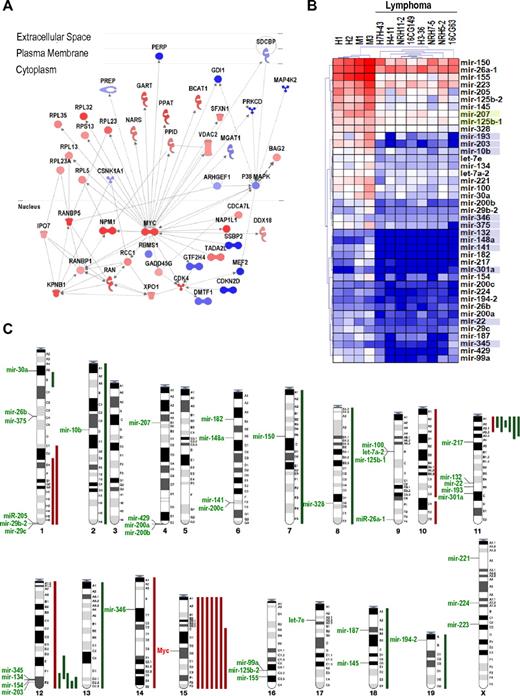 Figure 1. General overview of the transcriptional and genetic alterations in γ-irradiation-induced lymphomas. (A) Myc is a central node in the molecular interactions between up-regulated (red) or down-regulated (blue) proteins, including cell cycle regulators (Cdk or Ran pathways), protein synthesis molecules (Rpl and Rps proteins), and other signaling cascades. (See also supplemental Data for further details.) (B) Transcriptional profiling of miRNAs in normal thymuses (H1, H2, M1, and M3) or T-cell lymphomas. Unsupervised clustering of these data clearly discriminates normal thymuses vs tumor samples. Only significantly deregulated miRNA genes are shown. Blue shadows in miRNA names indicate the presence of a CpG island upstream of the corresponding human or mouse miRNA genes. Green shadows indicate that the CpG island is only present in the mouse sequence. (C) Summary from the comparative genome hybridization analysis of γ-irradiation-induced T-cell lymphomas showing the chromosomal position of down-regulated miRNA genes. Major DNA losses (green bars) and gains (red bars) are indicated to the right of the corresponding chromosomes. The location of Myc in chromosome 15 is also indicated.