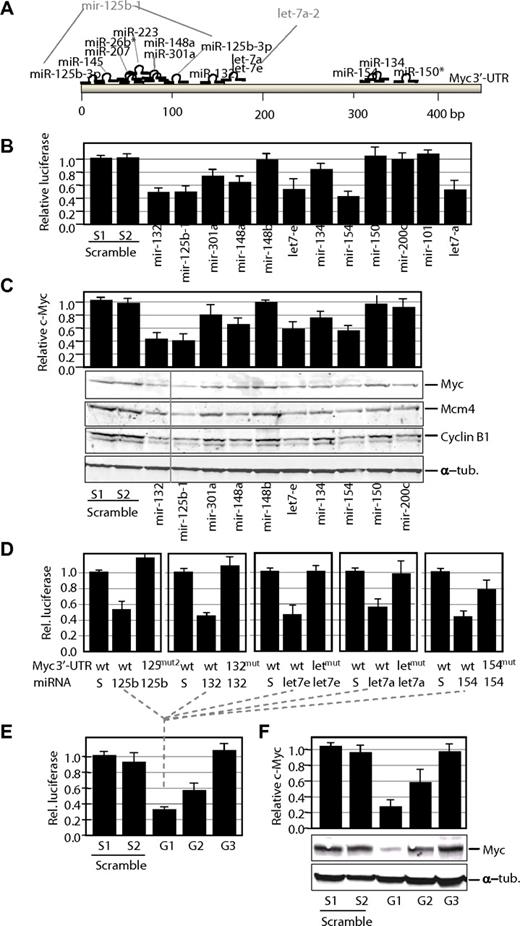 Figure 3. Control of Myc expression by miRNAs. (A) Potential target sites for mature miRNAs in the mouse Myc 3′-UTR. Only mature miRNAs produced by miRNA genes down-regulated in γ-irradiation-induced lymphomas are shown in this scheme. Gene nomenclature is also indicated when different from the mature form (eg, mir-125b-1 is the gene that generates miR-125–3p). (B) Luciferase activity of a reporter construct carrying the Myc 3′-UTR downstream of the luciferase gene. The construct was cotransfected with a vector expressing each of the indicated miRNA precursors. All data are normalized versus the luciferase levels generated by scramble sequences. (C) Effect of miRNA genes on Myc protein levels. Transfection with miRNA genes was performed as described earlier in the Figure 3 legend, but cells were processed for immunoblot analysis for Myc or 2 different Myc targets, Mcm4 and Cyclin B1. A vertical line has been inserted to indicate repositioned gel lanes. The relative levels of Myc proteins were normalized using α-tubulin (α-tub.) as a loading control. (D) Luciferase activity of wild-type (wt) or mutant (mut) Myc 3′-UTRs in the presence of scrambled sequences (S) or the corresponding miRNAs. wt, indicates wild-type Myc 3′-UTR sequence; mut, single mutants for the indicated miRNA; and mut2, double mutant for the miR-125b-3p target sites. (E) Luciferase assays of wild-type Myc 3′-UTRs in the presence of pools of group 1 (G1; mir-132, mir-125b-1, let-7e, let-7-a, and mir-154), group 2 (G2; mir-301a, mir-148a, and mir-134), or group 3 (G3; mir-26b, mir-150, mir-207, and mir-223) miRNAs. In these pools, the sum of all miRNA vectors also equals 10 μg as in the scramble vectors or the previous assays. (F) Effect of G1–3 pools on Myc protein levels. Transfection with miRNA genes was performed as described earlier in the Figure 3 legend, but cells were processed for immunoblot analysis for Myc. The relative levels of Myc proteins were normalized using α-tubulin (α-tub.) as a loading control.