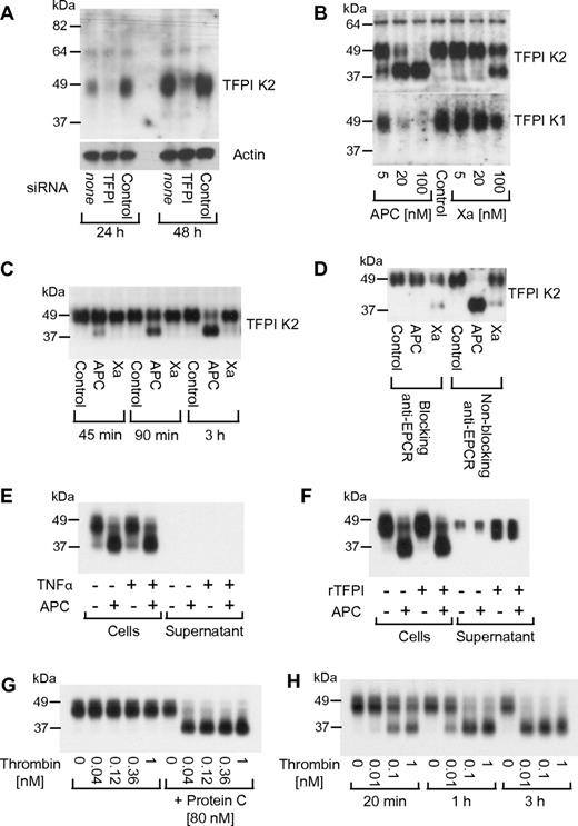 Figure 4. APC leads to a loss of the K1 domain from cell-associated TFPI. (A) Cells were treated with siRNA targeting TFPI or control for 24 or 48 hours. TFPI was detected by Western blotting in cell lysates using a K2 domain–specific antibody. (B) Cells were treated for 3 hours with the indicated agonist concentrations followed by detection of TFPI with anti-K2 or anti-K1 domain–specific antibodies. (C) Cells were treated with 20nM APC or factor Xa for the indicated time period followed by detection of TFPI with anti-K2. (D) Cells were preincubated for 15 minutes with 25 μg/mL blocking (RCR-252) or nonblocking (RCR-92) anti-EPCR followed by a 3-hour incubation with 20nM APC or factor Xa and Western blotting using anti-K2. (E) Cells and supernatant were analyzed after incubation with TNFα (5 hours) and 20nM APC (3 hours) as indicated. Growth medium was replaced with TNF-containing serum-free DMEM as in the Xa generation experiments. (F) Cells and supernatant were analyzed without replacing the growth medium for the agonist incubation. Where indicated, 25nM recombinant soluble TFPI (tTFPI) were added before APC. (G) Cells were treated for 3 hours with the indicated concentrations of thrombin in the absence or presence of protein C. (H) Cells were agonist treated as indicated in the presence of 80nM protein C. Polyclonal anti-TFPI was used for detection in panels E through H. Typical results from 2-4 experiments are shown in all panels.