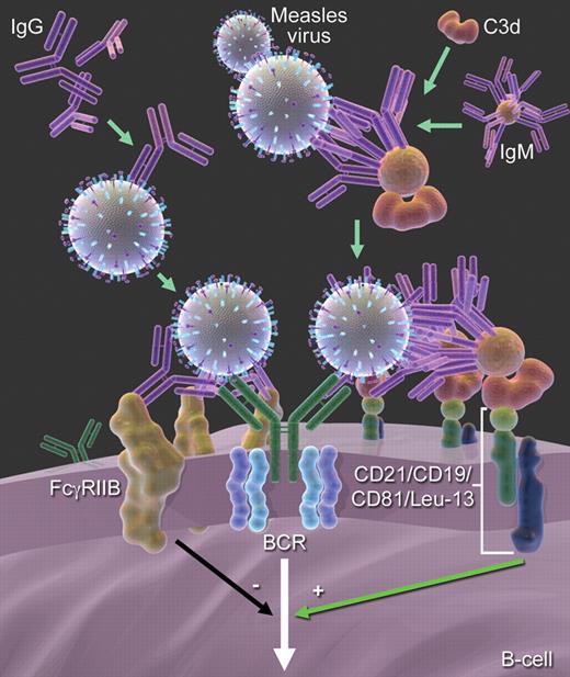 Figure 6. Model of B-cell inhibition by IgG and B-cell stimulation through IgM. MV is bound by the BCR of a MV-specific B cell. If MV-specific IgG binds to MV, the constant region will be bound by the receptor for the constant region (Fc) of IgG (which is FcγRIIB). FcγRIIB is the only Fc receptor on B cells and does not bind other immunoglobulins, such as IgM or IgA. After juxtaposition of the BCR and FcγRIIB, the tyrosine-based inhibitory motif of FcγRIIB is in close proximity of the tyrosine-based activation motif of BCR and delivers a negative signal. If MV-specific IgM binds to MV, it also binds via C3d to CD21 (complement receptor 2), which is part of the positive signaling CD21/CD19/CD81/Leu-13 complex. The opsonin C3d does not bind to IgG.
