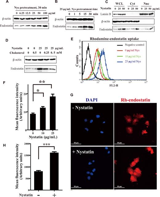 Figure 1. Cholesterol sequestration increases endostatin internalization in endothelial cells. (A-B) HUVECs were treated with increasing concentrations (0-100 μg/mL) of nystatin (Nys) for 30 minutes or 25 μg/mL nystatin for increasing time periods (0-30 minutes). Then the cells were incubated with 5 μg/mL endostatin at 37°C for 30 minutes, washed with acidic buffer, and examined for internalized endostatin by immunoblotting. (C) Immunoblot analysis of internalized endostatin levels in whole-cell lysate (WCL), cytosol (Cyt), and nucleus (Nuc). Lamin B and β-actin were used as markers for nuclear and cytoplasm, respectively. (D) HUVECs were resupplied with cholesterol for 30 minutes after nystatin treatment (25 μg/mL, 30 minutes), then applied to endostatin internalization assay. (E) Flow cytometric histogram of Rh-endostatin internalization at 37°C (20 μg/mL, 30 minutes) with 0, 10, or 25 μg/mL nystatin treatment. (F) Mean fluorescence intensity of Rh-endostatin internalization histogram analysis from 3 independent experiments. (G) Immunofluorescence detection of Rh-endostatin in nystatin-treated HUVECs using a Nikon A1 microscope (60×/1.40 NA oil objective). (H) Internalized Rh-endostatin was quantified as the mean fluorescence intensity from ≥ 8 random fields per well of 3 experiments. Scale bar, 10 μm. *P < .05, **P < .01, and ***P < .001. Error bars represent SEMs. P values were calculated with the Student t test.