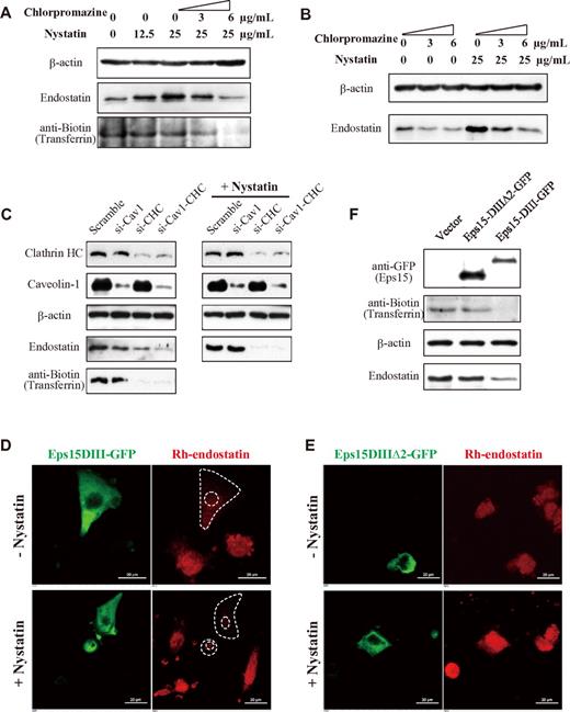 Figure 2. Effects of caveolae pathway or clathrin pathway or both pathway inhibition on endostatin internalization in endothelial cells. (A-B) HUVECs were treated with 0, 3, or 6 μg/mL chlorpromazine together with or without nystatin, then applied to endostatin internalization assay. (C) HUVECs were transfected with siRNA against Cav1 (si-Cav1), CHC (si-CHC), or both (si-Cav1-CHC) for 48 hours. Then endostatin internalization was assessed in the absence or presence of nystatin treatment. (D-F) HUVECs were transfected with GFP-tagged Eps15-DIII or wild-type control (Eps15-DIIIΔ2), then treated with 0 or 25 μg/mL nystatin before endostatin incubation. Endostatin internalization was analyzed by immunofluorescence using a Nikon A1 microscope (60×/1.40 NA oil objective) (D-E) and immunoblotting (F). Biotin-transferrin was a marker for clathrin-mediated endocytosis and was detected by the avidin-biotin immunoperoxidase method. Scale bar, 20 μm.