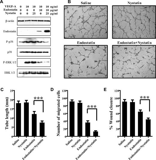 Figure 4. Nystatin increases the inhibitory effects of endostatin on endothelial cell activities. (A) HUVECs were treated with 0 or 25 μg/mL nystatin, incubated with 0 or 10 μg/mL endostatin for 30 minutes, and then stimulated with 10 ng/mL VEGF 165 for 10 minutes. Phosphorylation levels and basal protein levels of p38 MAPK and ERK1/2 were assessed by immunoblotting. (B-E) HUVECs were treated with saline, 25 μg/mL nystatin, 10 μg/mL endostatin, or a combination of nystatin and endostatin, then measured for tube formation at 6 hours (B-C), transwell migration at 4 hours (D), and the percentage of scratch wound healing at 12 hours (E), respectively. Images from 5 random fields per well of 3 independent experiments were obtained by an optical microscope. ***P < .001. Error bars represent SDs.