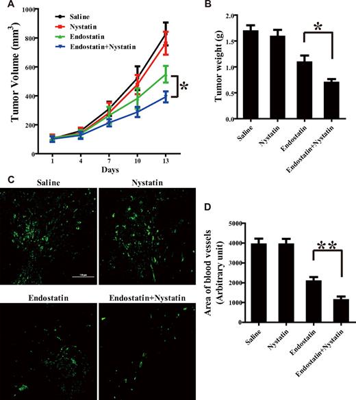 Figure 6. Nystatin enhances the antitumor and antiangiogenic efficacies of endostatin. When tumor volume reached 0.1 cm3, A549 tumor–bearing mice received daily injections of saline, nystatin (4 mg/kg intraperitoneally), endostatin (4 mg/kg intravenously), or a combination of nystatin and endostatin for 14 days. (A) Tumor volume was measured every 3 days. Tumors (n = 6/group) were resected at 14 days, weighed (B), and applied to immunofluorescent analysis of anti-CD31 blood vessel staining using a Nikon A1 microscope (20×/0.75 NA air objective) (C) and blood vessel area quantification (D). *P < .05 and **P < .01. Error bars represent SEMs.