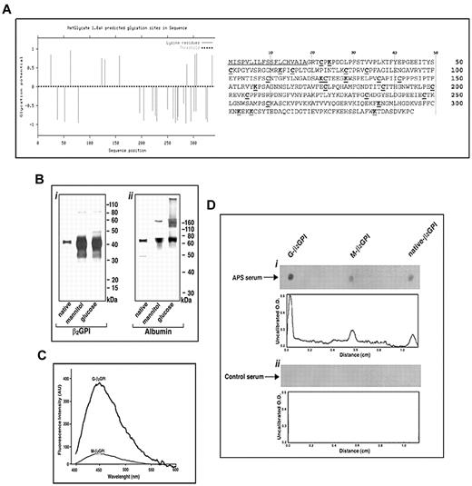 Figure 1. Sugar-induced structural modifications of β2GPI. (A) Bioinformatic analysis of potential glycation sites within the primary structure of β2GPI. In the primary structure of human β2GPI, the underlined sequence represents the signal peptide, the lysine residues (K) in bold and underlined indicate the potential glycation sites, and the cysteine residues (C) in bold and underlined indicate the residues involved in secondary structure Sushi domain formation. (B) SDS-PAGE analysis of human β2GPI (left) and human serum albumin (right) incubated for 10 days at 37°C in the presence of 250mM glucose (G-β2GPI) or mannitol (M-β2GPI). The results of 1 representative experiment of 3 are shown. (C) Nontryptophan AGE fluorescence of β2GPI. The emission spectra of G- and M-β2GPI are reported. The protein was incubated with sugars (250mM) for 10 days at 37°C in the dark (see “Methods”), whereas sugars alone were incubated in separate tubes under the same experimental conditions. At the end of the incubation, the spectra were collected at an excitation of 370 nm, and the reported traces show the fluorescence emission after subtraction of the fluorescence due to the sugars alone. The results of 1 representative experiment of 3 are shown. (D) Dot-blot analysis of β2GPI preparations. G-β2GPI, M-β2GPI, or native β2GPI (0.5 μg) were spotted onto Immobilon-P strips. Each strip was exposed overnight to serum obtained from patients with APS or from control healthy subjects (diluted 1:100) at room temperature. Bound Abs were visualized with HRP-conjugated anti–human IgG and immunoreactivity was assessed by ECL. Densitometric analysis was performed using ImageJ version 1.43 software. The results of 1 representative experiment of 10 are shown.
