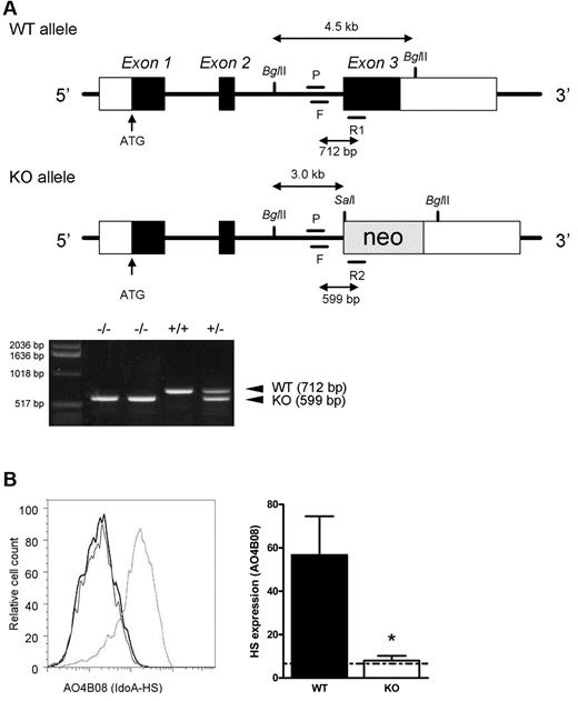 Figure 1. Targeted disruption of Glce and loss of IdoA containing HS. (A) A neo-cassette was inserted into the endogenous Glce gene by homologous recombination. Glce wild-type (top, WT or Glce+/+) and mutant allele (bottom, KO or Glce−/−). Mice were genotyped by PCR. F indicates forward primer; R1/R2, reverse primers; and P, probe (for primer sequences, see “Mice”). Representative PCR reactions are shown. (B) Left panel: Expression of IdoA containing HS on the cell surface of fetal liver cells of Glce+/+ and Glce−/− mice (E14.5) shown, respectively, as the light gray and black line (overlying the background stain), detected with antibody AO4B08. Right panel: Bar diagram represents the mean fluorescence intensity (MFI) ± SD of AO4B08 staining of Glce+/+ and Glce−/− fetal liver cells (n = 4). The dotted line indicates background staining. *P < .05.