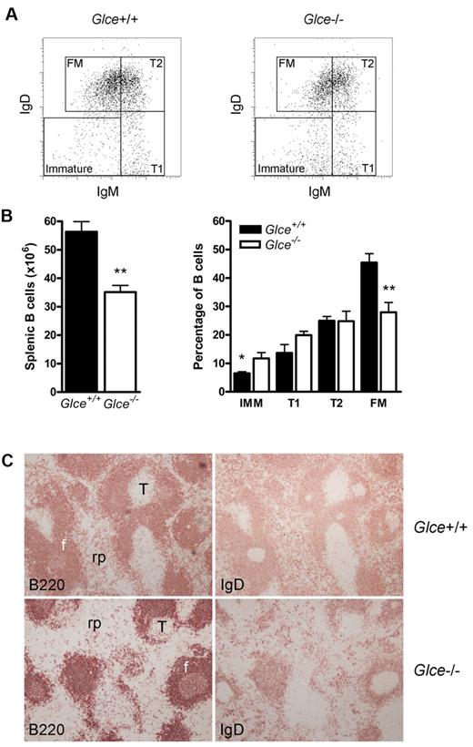 Figure 3. Glce−/− mice have a reduced follicular mature B-cell pool. (A) B-cell maturation in the spleen of Glce+/+ and Glce−/− mice was analyzed by triple staining with B220, IgM, and IgD. Gates represent: immature B cells (IgMlo/IgD−); T1, transitional 1 B cells (IgM+/IgDlow/−); T2, transitional 2 B cells (IgM+/IgDhigh); FM, follicular mature B cells (IgMlow/IgDbright). (B) Left panel: Bar diagram showing the total number of splenic B cells in Glce+/+ and Glce−/− mice. Right panel: B-cell subsets quantified by FACS analysis, measuring the percentage of all B220+ B cells of the total spleen. The 4 different B220+ B-cell populations (as in panel A) are shown in a bar graph (right panel). Bars represent mean ± SD of 6 mice and are representative for 3 independent groups. *P < .05. **P < .01. (C) Serial cryosections of the spleens of Glce+/+ and Glce−/− stained for B220 and IgD to identify the B cells. T indicates T-cell area; f, B-cell follicle; and rp, red pulp.