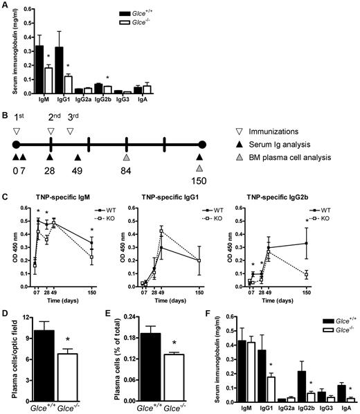 Figure 4. Glce−/− mice have reduced basal serum Ig levels, an attenuated antigen-dependent immune response, and reduced plasma cell numbers. (A) Serum Ig concentrations in nonimmunized Glce+/+ and Glce−/− mice. The concentration of Igs of different isotypes was measured by ELISA, preceding immunization with TNP-KLH. Bars represent the mean ± SD; n = 12. (B) The timeline of the immunization protocol. Glce+/+ and Glce−/− mice were immunized at 3 (primary, boost, reboost) subsequent time points (▿). Blood samples were taken and serum was isolated (▲). Mice were killed at 84 and 150 days () after primary immunization for analysis of the BM plasma cells. (C) TNP-specific antibody levels after immunization with TNP-KLH. ELISA was performed to measure the TNP-specific antibody titer of the IgM, IgG1, and IgG2b isotypes. ■ represents Glce+/+ mice; and □, Glce−/− mice. Outliers and nonresponders were statistically excluded. These graphs represent 3 independent experiments of at least 4 to 8 mice (mean ± SEM). (D) Number of BM plasma cells (day 84). Tissue sections of femurs obtained at autopsy were stained for κ-light chain to quantify the number of plasma cells per optic field (original magnification, × 40) (mean ± SEM; n = 4/group). (E) Number of BM plasma cells (day 150). Whole BM was isolated and BM plasma cells (B220−, syndecan-1+, Ly6c+) were quantified by FACS as percentage of total BM cells (mean ± SD, n = 4/group). (F) Total serum Ig concentrations in Glce+/+ and Glce−/− mice (day 49). The concentration of Igs of different isotypes was measured by ELISA after repeated immunization with TNP-KLH. Bars represent the mean ± SD; n = 12. *P < .05.