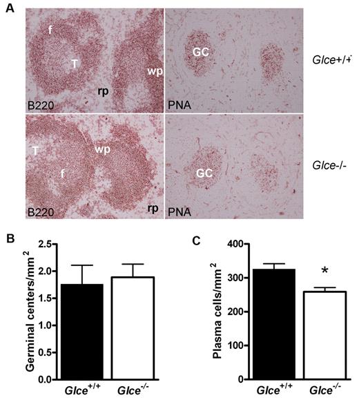 Figure 5. GC formation and splenic plasma cells in Glce+/+ and Glce−/− mice. (A) GC formation is undisturbed in Glce−/− mice. Glce+/+ and Glce−/− mice were killed after repeated immunization with KLH-TNP (day 56). Serial cryosections of the spleen were stained with anti-B220 and peanut agglutinin, respectively. T indicates T-cell area; f, B-cell follicle; wp, white pulp; and rp, red pulp. (B) Quantification of GCs in the spleen of Glce+/+ and Glce−/− mice. GCs were quantified per millimeter squared tissue section (mean ± SEM; n = 4/group). (B) Glce−/− mice show decreased splenic plasma cell numbers. Number of syndecan-1+ plasma cells in the spleen of Glce+/+ and Glce−/− mice quantified per millimeter squared (mean ± SEM; n = 4/group). *P < .05.
