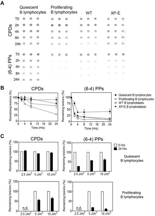 Figure 2. Quiescent B lymphocytes are deficient in global genome repair. (A) Time-course of repair of UV-induced lesions in quiescent and proliferating B lymphocytes and in WT and XP-E B lymphoblasts after exposure to 5 J/m2 UV light. DNA samples, 1 μg for (6-4)PPs and 60 ng for CPDs, were blotted in triplicate on nitrocellulose membranes, and the amount of lesions was visualized with anti-CPDs and anti-(6-4)PPs antibodies. (B) Quantification of at least 3 experiments, including the aforementioned one, with ImageGauge software. To control for variations in DNA load, blots were reprobed with a 32P-labeled genomic probe, and the antibody signal was normalized against genomic DNA. Data are shown as mean ± SEM. The difference in repair efficiencies between quiescent and proliferating B lymphocytes was statistically significant as determined by paired Student t test, P < .05, n = 30 donors. (C) Repair of CPDs and (6-4)PPs lesions in quiescent (top) and proliferating B lymphocytes (bottom) at 24 hours after exposure to various doses of UV. Data are representative of 2 experiments and are shown as mean ± SEM. The difference in repair efficiencies between quiescent and proliferating B lymphocytes was statistically significant as determined by paired Student t test, P < .05, n = 6 donors.