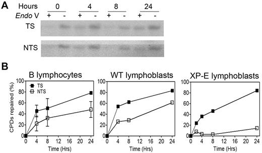 Figure 3. Repair in a constitutively expressed gene remains proficient in quiescent B lymphocytes. (A) Representative experiment (n = 10 donors) showing repair of CPD lesions in B lymphocytes in the transcribed (TS) and nontranscribed (NTS) strands of the dihydrofolate reductase gene. Cells were harvested at various times after irradiation with 10 J/m2 UV light. For each time point, 50 μg of genomic DNA was digested with KpnI, half of the sample was treated (+) or not treated (−) with the CPD-specific nicking enzyme T4 endonuclease V (Endo V), resolved in a denaturing agarose gel, transferred to a nylon membrane, and hybridized with 32P-labeled strand-specific RNA probes. (B) Quantification of 2 independent experiments, including the aforementioned one. WT and XP-E B lymphoblasts are included for reference. The amount of lesion-free fragment was quantified with Molecular Analyst software, and lesion frequency was determined with the Poisson expression. Error bars represent SEM.