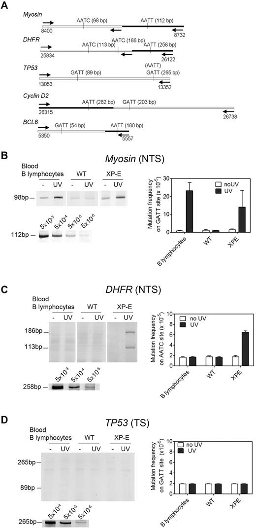 Figure 5. UV-induced mutagenesis in silent and constitutively expressed genes. (A) Schematic representation of the strategy used to appraise UV-induced mutagenesis. Genomic fragments from the indicated genes were chosen to contain the possible mutation sites GATT (T <> C) dimer in the transcribed strand) or AATC (dimer in the nontranscribed stand), both converted to AATT if a mutation occurs during replication, allowing digestion with Tsp509I. Nucleotide numbering is according to NCBI. Fragment sizes (after digestion, ligation of an adapter, and amplification by nested PCR) are shown next to each potential mutation site. For positive controls, longer sequences (black bars) containing a genuine AATT site were amplified with a different primer. For TP53, the positive control was created by site-directed mutagenesis of the downstream GATT site. (B) Mutagenesis in the silent Myosin gene, in cells irradiated or not irradiated with 5 J/m2 UV. Top left, A 98-bp mutated fragment was detected in all 3 cell types, and induced by UV in B lymphocytes (n = 12 donors) and XP-E lymphoblasts. Bottom left, Calibration curve used to appraise mutation frequency. Amplification of a 112-bp control band was detected after diluting the positive control genomic fragment with the test fragment down to a ratio of 5 × 10−6. Right, After quantification of ethidium bromide fluorescence, the mutation frequency in each cell type was determined on the basis of the calibration curve. Data are representative of 3 distinct experiments and shown as mean ± SEM. (C) Mutagenesis in the nontranscribed strand (NTS) of the DHFR gene. Top left, 2 mutated fragments of 186 bp and 113 bp were detected in UV-irradiated XP-E B lymphoblasts but not in WT lymphoblasts or B lymphocytes (n = 10 donors). Bottom left, Calibration curve for the DHFR control fragment. Right, Quantification of mutation frequency based on the calibration curve. Data are representative of 3 distinct experiments, and shown as mean ± SEM. (D) Mutagenesis in the transcribed strand (TS) of the TP53 gene. Top left, Amplification of a 265-bp and an 89-bp fragment was expected if a mutation occurred, but only background levels were detected, irrespective of UV irradiation. Bottom left, Calibration curve for the TP53 control fragment. This control, generated by site-directed mutagenesis, has the same size (265 bp) as the expected fragment and is detectable down to a dilution of 5 × 10−6. Right, Quantification of mutation frequency in the TP53 fragment.