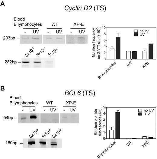 Figure 6. UV-induced mutagenesis in inducible genes. (A) Mutagenesis in the transcribed strand of the Cyclin D2 gene. Top left, Detection of a mutated fragment of 203 bp in nonirradiated and UV-irradiated cells. Bottom left, Calibration curve for the 282-bp control fragment. Right, Quantification of mutation frequency on the basis of the calibration curve. Data are representative of 3 distinct experiments (n = 12 donors) and shown as mean ± SEM. (B) Mutagenesis in the transcribed strand of the BCL6 gene in cells irradiated or not irradiated with 5 J/m2 UV. Top left, A 54-bp mutated fragment was strongly amplified in UV-irradiated primary B lymphocytes (n = 10 donors) but not in WT or XP-E lymphoblasts. Bottom left, Calibration curve for the 180-bp control fragment. Right, Densitometric quantification of ethidium bromide-stained bands. Mutation frequency was not calculated because of the significant difference in sizes between the mutated fragment and the positive control. Data are representative of 3 distinct experiments, and shown as mean ± SEM.