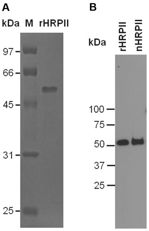 Figure 1. SDS-PAGE and Western blot analysis of purified HRPII. (A) SDS-PAGE. Recombinant HRPII (0.5 μg) was treated with 5% 2-mercaptoethanol and run on 12% SDS-PAGE. The gel was stained with Coomassie brilliant blue. (B) Western blot. Recombinant HRPII (10 ng) and native HRPII (20 ng) were run on SDS-PAGE as in panel A, except that a 10% to 20% gradient gel was used. The gel was blotted onto a nitrocellulose membrane and probed with a monoclonal antibody to HRPII (mAB2G12) as described in “SDS-PAGE and Western blot.” (A-B) Molecular mass markers are listed on the left. rHRPII indicates recombinant HRPII; and nHRPII, native HRPII.