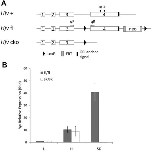 Figure 1. Targeted disruption of the Hjv gene. (A) Schematic representation of the mouse wild-type Hjv genomic sequence (+), LoxP-flanked allele with FRT-flanked Neo sequence (fl), and conditional knock out (cko) alleles. Positions of sequences coding for features of the protein are indicated as follows: (*) indicates the Tmprss6 cleavage site28 and (#) the Furin cleavage site.24,25 (B) Hjv mRNA relative expression in liver (L), heart (H), and skeletal muscle (SK) by quantitative RT-PCR. fl/fl indicates mice with the homozygous fl allele (n = 4); sk/sk, mice with the homozygous cko allele in skeletal muscle (n = 4). Quantitative PCR primers of Hjv were qF, the forward primer in exon 3, and qR, the reverse primer in exon 4. Rpl19 was used as an internal control. The Hjv expression level in liver from Hjv fl/fl mice was assigned as 1. Error bars represent SD.