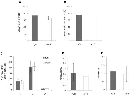Figure 3. Iron homeostasis is not altered in Hjv skeletal muscle–specific knockout mice. (A) Serum iron concentration. (B) Serum transferrin saturation. (C) Nonheme tissue iron concentrations (μg/g wet weight) of Hjv fl/fl and skeletal muscle–specific knockout (sk/sk) male mice. L indicates liver; S, spleen; and SK, skeletal muscle. (D) Hepatic Hamp1 relative to Rpl19 mRNA expression. (E) Hepatic Id1 relative to Rpl19 mRNA expression. Mean values from analysis of 8-week-old male mice (n = 8 per genotype) are graphed. Error bars represent SD. No statistically significant differences were observed.